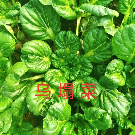 辉县蔬菜组合 紫甘蓝、乌塌菜、茴香、白菜、青萝卜、上海青、黄心菜、茼蒿、油麦菜、意大利生菜十年酵素种植蔬菜组合【京东快递】 商品图5