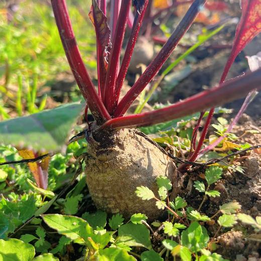 源频·甜菜根 750g 商品图3
