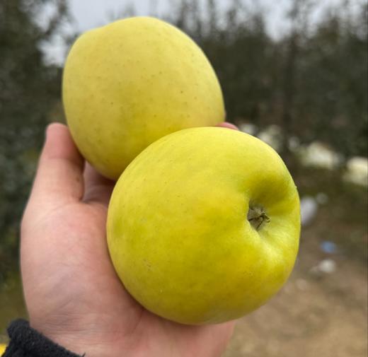 瑞雪苹果 不吃后悔！花斑果（果皮没那么漂亮），口感很好，几乎纯甜    顺丰发货 商品图3