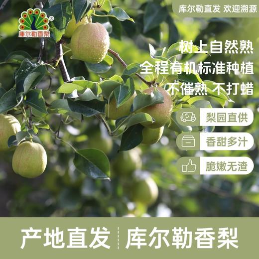 【新疆发货】库尔勒香梨（精品）  顺丰/京东发货 商品图4