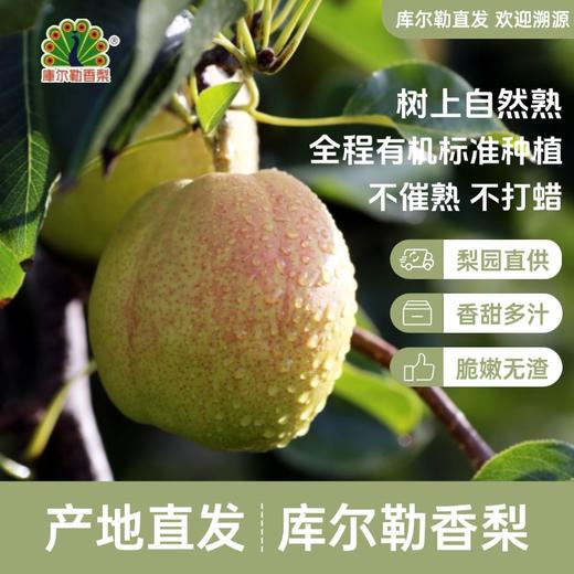 【新疆发货】库尔勒香梨（精品）  顺丰/京东发货 商品图7