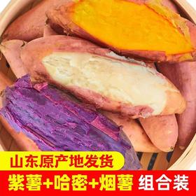 【蜜薯中大果拼装】 山东农科院潍坊种植基地直发 软糯清甜 香气四溢