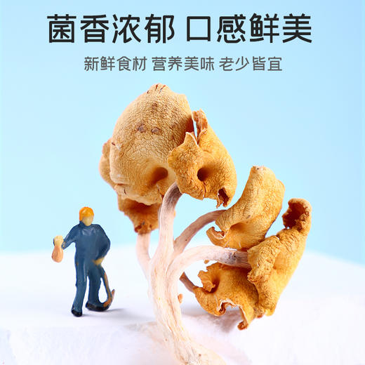 富昌榆黄蘑30g 商品图3