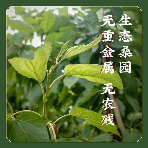 冻干嫩桑芽 桑叶菜 桑芽菜 桑叶苗 嫩桑叶 商品图1