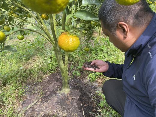 云南省元江县  生态椪柑 商品图3
