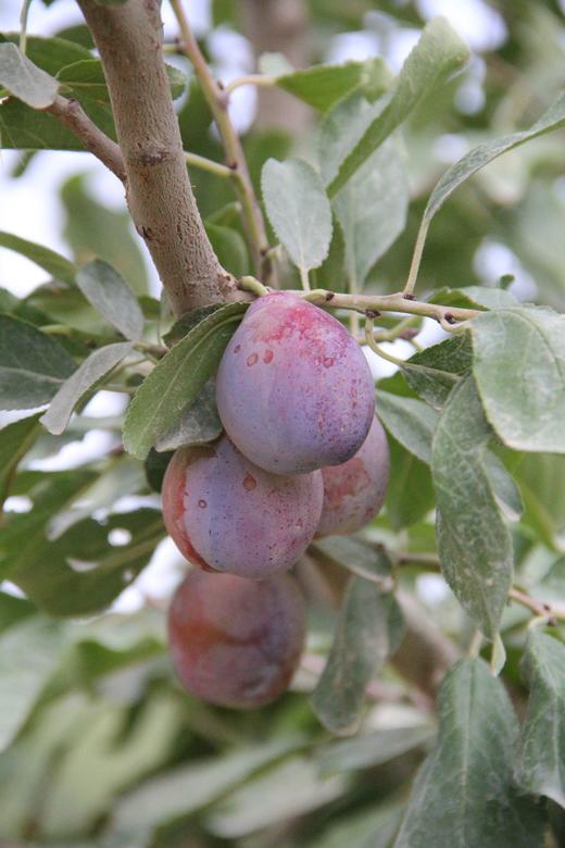 「不是糖渍的！」年后发 特级喀什法兰西西梅干·本土晾晒新货  探疆人2025 txa 商品图5