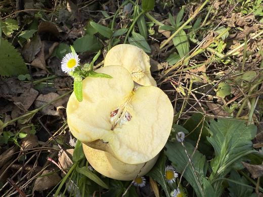 农友直发｜立君苹果(黄金富士)，排队发货中，顺丰快递！ 商品图2