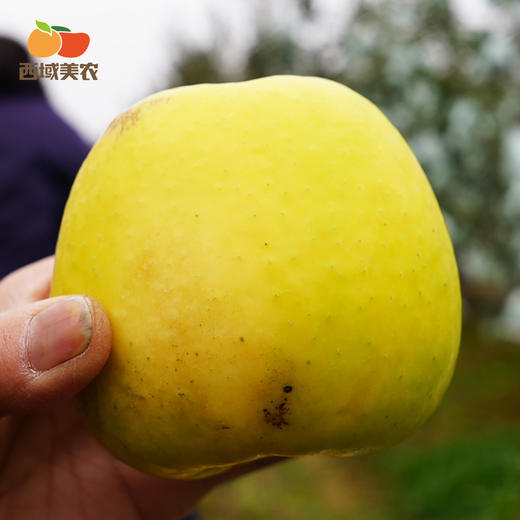 瑞雪苹果 不吃后悔！花斑果（果皮没那么漂亮），口感很好，几乎纯甜    顺丰发货 商品图11