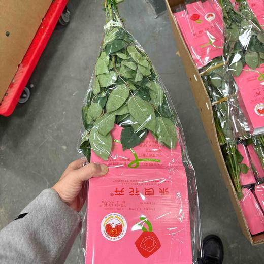 张良弗洛伊德 商品图2