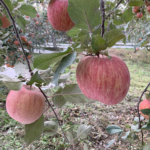 新疆阿克苏冰糖心苹果｜当季新鲜现摘 爽口脆甜多汁带糖心  原生态天然果园种植 正宗产地直供新鲜水果 商品图5