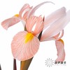 配花 | 染色鸢尾鲑鱼色【染色可能不均匀 介意慎拍】 商品缩略图0
