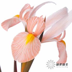 配花 | 染色鸢尾鲑鱼色【染色可能不均匀 介意慎拍】