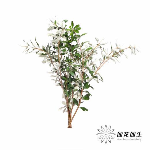 配花 | 佛塔叶 商品图1