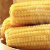 北优天赐 黑龙江甜糯黄玉米软糯香甜3/5/8根装 商品缩略图3