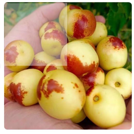 大荔冬枣手提约1.4斤 商品图0