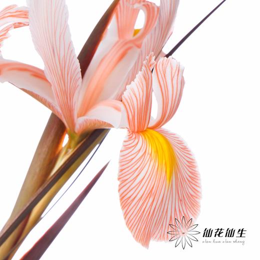 配花 | 染色鸢尾鲑鱼色【染色可能不均匀 介意慎拍】 商品图2