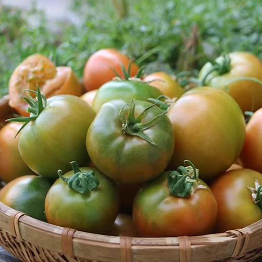 草莓柿子酸甜可口自然成熟饱满多汁 现摘现发可生吃小时候的味道 商品图2