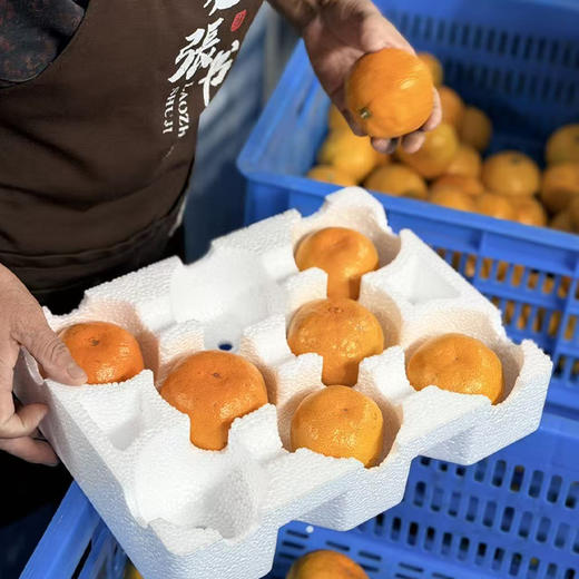 涌泉高山蜜桔 商品图8
