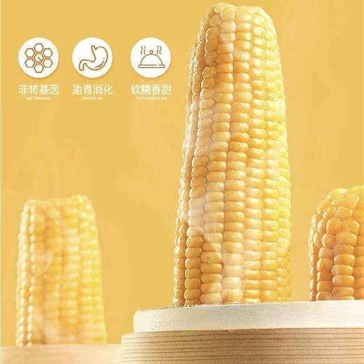 北优天赐 黑龙江甜糯黄玉米软糯香甜3/5/8根装 商品图2