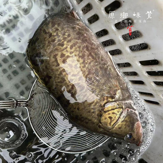 【野生桂鱼/鳜鱼】密云水库野生鱼（基地直发-顺丰包邮）|  多种规格冷鲜发货，来自北京密云水库（北京重要饮用水源），生产者：张友【合作生产，公平贸易】 商品图2