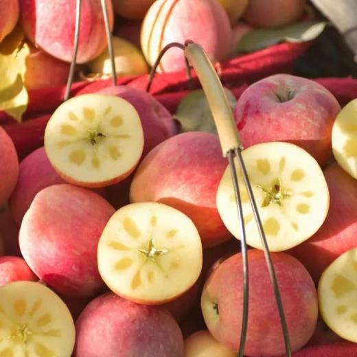 【阿克苏优选】新疆阿克苏冰糖心苹果  苹果届的‘小甜心’ 商品图0