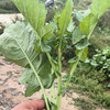 沈佳农有机板蓝根青菜  有机农场新鲜蔬菜【顺丰快递】 商品缩略图3