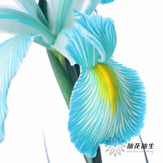 配花 | 染色鸢尾孔雀蓝【染色可能不均匀 介意慎拍】 商品图1