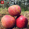 2025大凉山盐源舒心苹果 糖心丑苹果 当季现摘 产地直发 整箱包邮 商品缩略图0