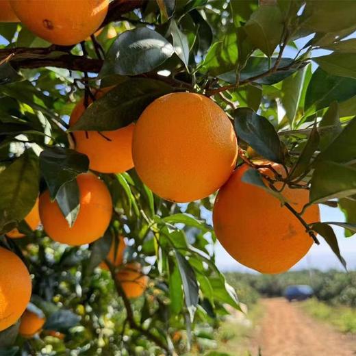 【福利❗️19.9抢3斤赣南脐橙】产地现摘现发，新鲜直达，甘甜爽口，皮薄肉厚！正宗江西赣州新鲜水果当季整箱手剥橙子现摘 商品图7