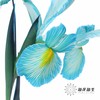 配花 | 染色鸢尾孔雀蓝【染色可能不均匀 介意慎拍】 商品缩略图3