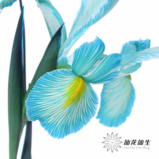 配花 | 染色鸢尾孔雀蓝【染色可能不均匀 介意慎拍】 商品图3