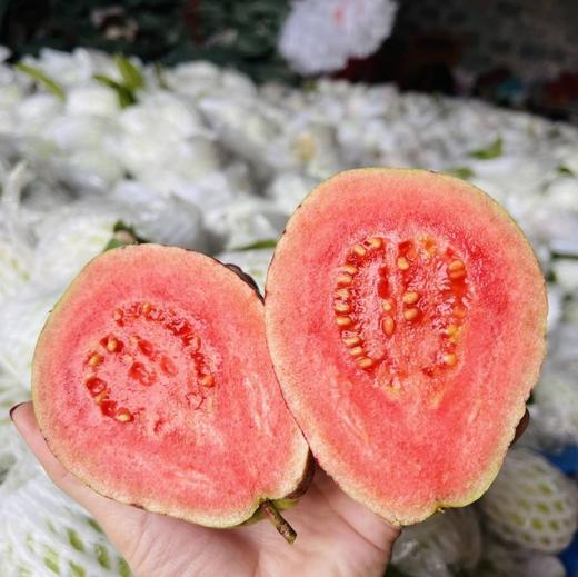 【软糯绵密】奶油芭乐·超甜17°高品质 商品图2