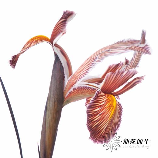 配花 | 染色鸢尾乌焦双色【染色可能不均匀 介意慎拍】 商品图2