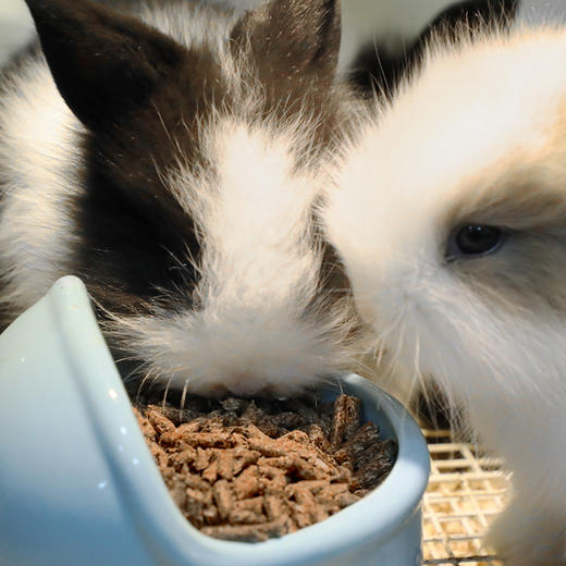 华畜经典兔粮20斤 均衡营养坚持一周见效 商品图1