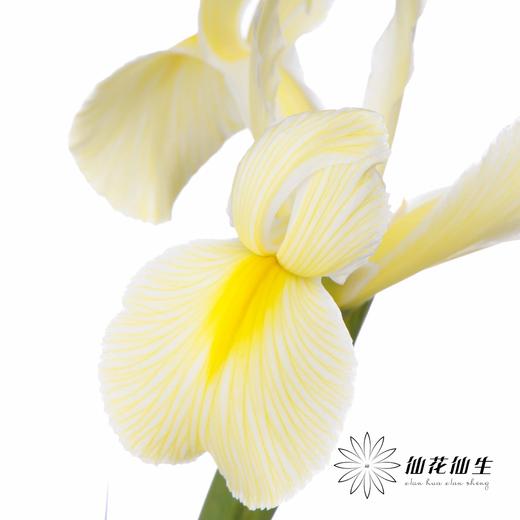 配花 | 染色鸢尾奶黄色【染色可能不均匀 介意慎拍】 商品图4