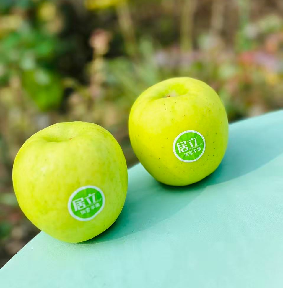 瑞雪王林| 最近到了新果子，个头大，果密度高，水分也足，细致脆甜可口，有股淡淡的清香，回味极了，这就是纯正王林的味道，瑞雪王林~