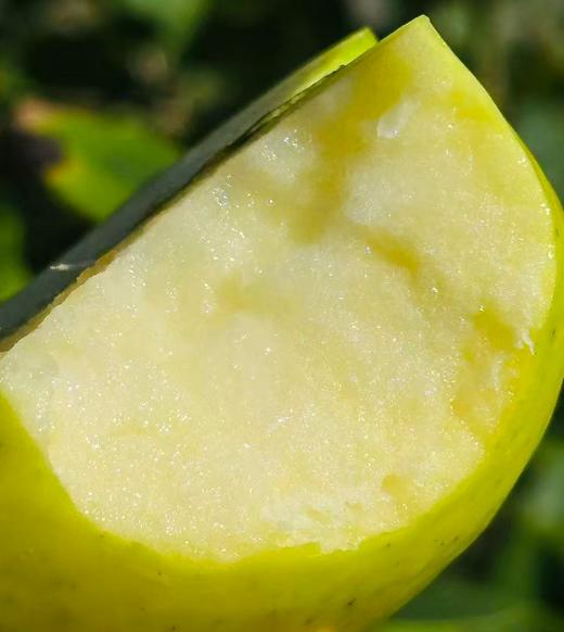 瑞雪王林| 最近到了新果子，个头大，果密度高，水分也足，细致脆甜可口，有股淡淡的清香，回味极了，这就是纯正王林的味道，瑞雪王林~ 商品图2