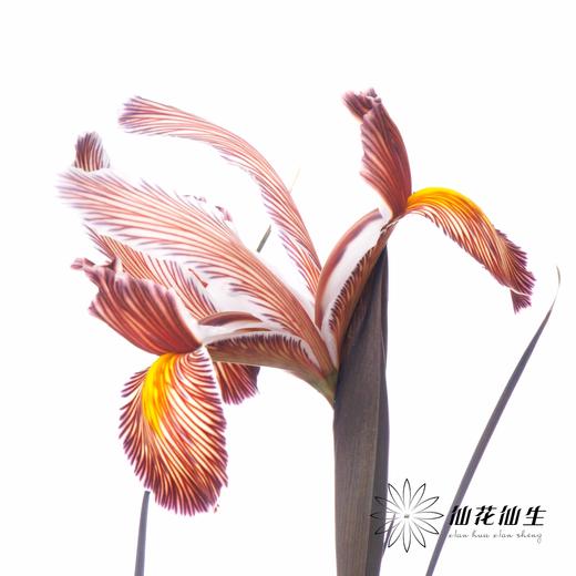 配花 | 染色鸢尾乌焦双色【染色可能不均匀 介意慎拍】 商品图3