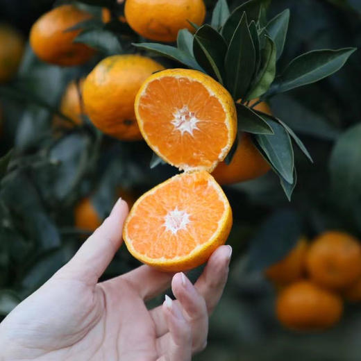 涌泉高山蜜桔 商品图0