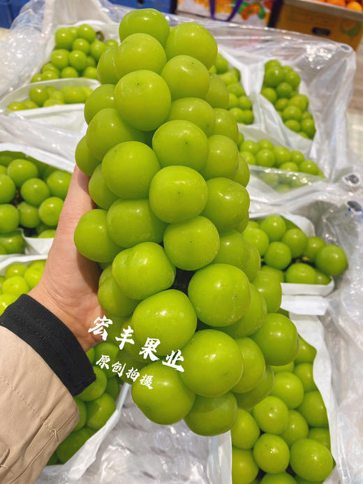 宏丰精选，特级阳光玫瑰 口感甜，硬度很好，活动价‼️12.8一斤 商品图0
