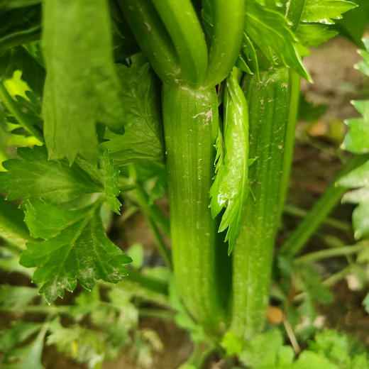 【买8斤送1斤】生态西芹 | 5斤/8斤 芹香浓郁 脆嫩多汁 膳食纤维补充 鲜食榨汁西芹 无农药生态种植芹菜「购任意规格3份送西芹粉1盒，与单品赠品不叠加」 商品图6