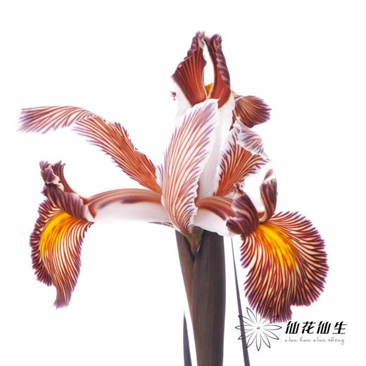 配花 | 染色鸢尾乌焦双色【染色可能不均匀 介意慎拍】 商品图0