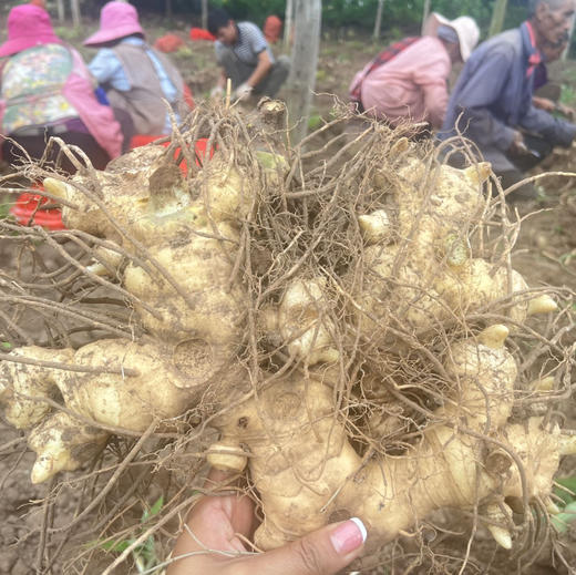 云南纯手工九蒸九晒黄精 滇黄精/多花黄精   500g/瓶 商品图7