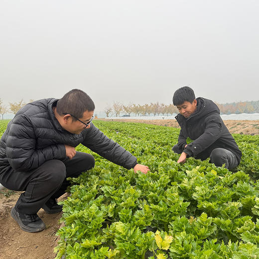 北京本地新鲜现摘水果芹菜 高端品种 脆嫩清甜 无丝无渣 可生吃榨汁 沙拉 商品图2