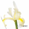 配花 | 染色鸢尾奶黄色【染色可能不均匀 介意慎拍】 商品缩略图1