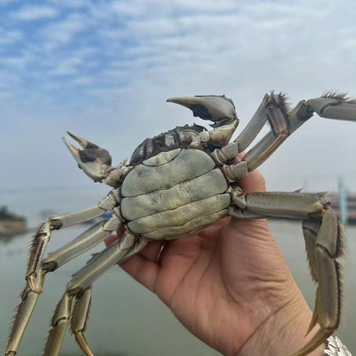 【16:00前下单当日发货，16：00后次日发货】产地直发 梁子湖鲜活螃蟹大闸蟹 公蟹/母蟹礼盒装 随单送吃蟹工具1套 顺丰发货 （全国包邮，部分地区除外） 商品图3