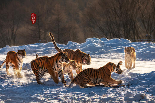 2月2日【东北冰雪恋歌】丹顶鹤、东北虎、雪乡、雾凇行摄8天 商品图3