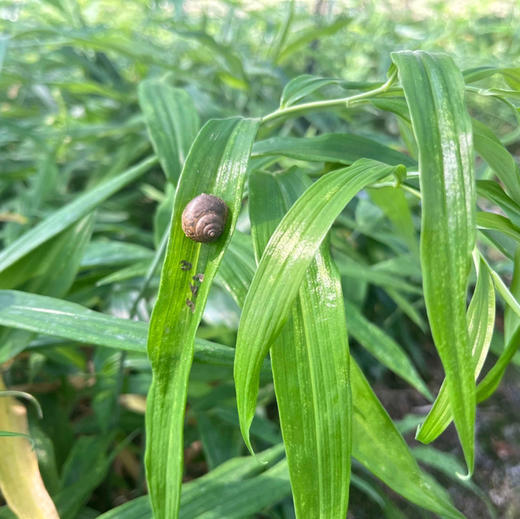云南纯手工九蒸九晒黄精 滇黄精/多花黄精   500g/瓶 商品图10