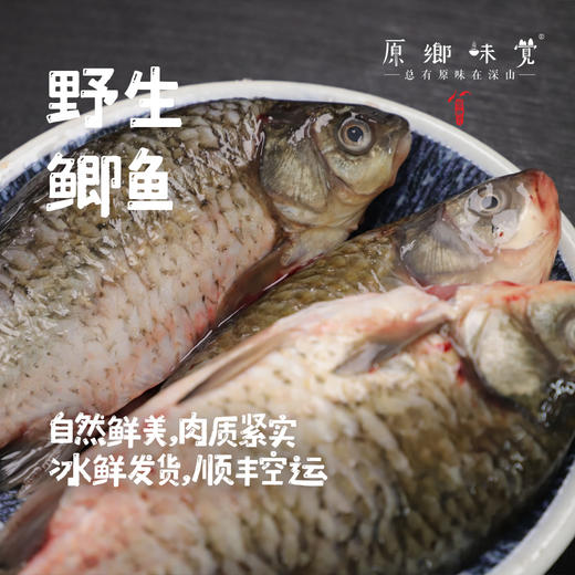 【野生鲫鱼】密云水库野生鱼（基地直发-顺丰包邮）|  多种规格冷鲜发货，来自北京密云水库（北京重要饮用水源），生产者：张友【合作生产，公平贸易】 商品图0