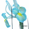 配花 | 染色鸢尾孔雀蓝【染色可能不均匀 介意慎拍】 商品缩略图0